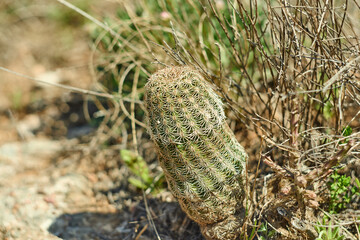 A Wild Texas Hedgehog Cactus is growing in the desert of West Texas.