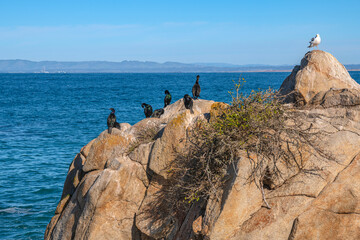 Monterey California shoreline landscape and birds.