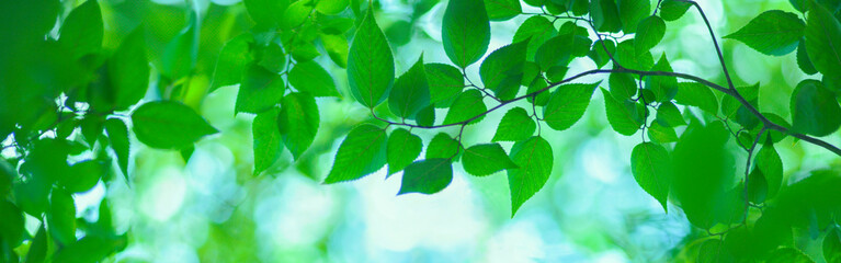 green leaves banner - obrazy, fototapety, plakaty
