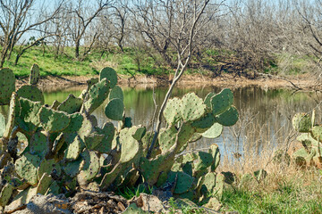 Texas landscape with Prickly Pear Cactus Plant backgrounded by a stock tank pond.