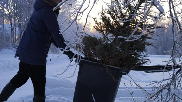 Person throwing away Christmas tree into black garbage can in snowy landscape at dusk