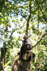 Monkey Forest in Ubud, Bali