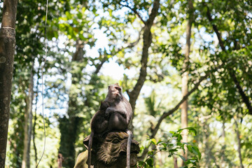 Monkey Forest in Ubud, Bali