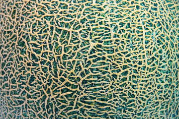Cantaloupe background and texture, close up