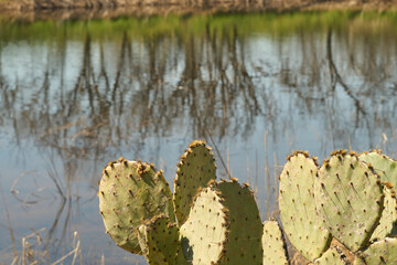 Texas landscape with Prickly Pear Cactus Plant backgrounded by a stock tank pond.
