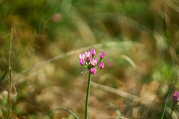 Allium drummondii. Purple Texas Wild Garlic Flower (Drummond's Onion, Wild Garlic, Prairie Onion)