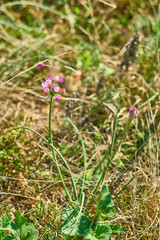 Allium drummondii. Purple Texas Wild Garlic Flower (Drummond's Onion, Wild Garlic, Prairie Onion)