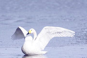 Fototapeta na wymiar 美しい羽を広げる白鳥