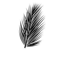 Fototapeta premium coconut leaf silhouette