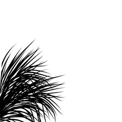 Fototapeta premium coconut leaf silhouette