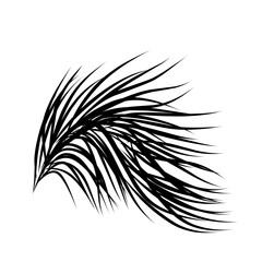 Obraz premium coconut leaf silhouette