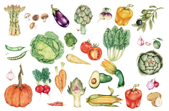 set of vegetables watercolor hand draw