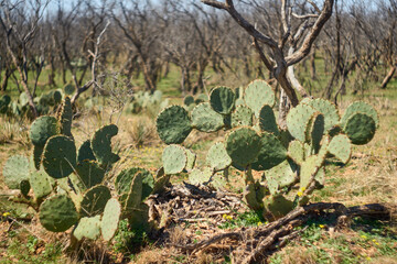 Texas Christmas Cactus. West Texas Pencil Cholla Cactus, Cylindropuntia leptocaulis with bright red rip fruits background of prickly pear cactus and mesquite trees.