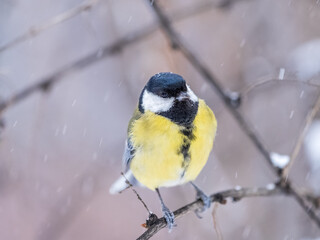 Cute bird Great tit, songbird sitting on the fir branch with snow in winter