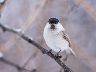 Cute bird the willow tit, song bird sitting on a branch without leaves in the winter.