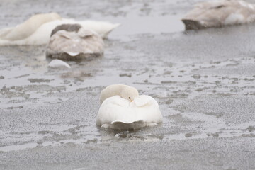 Fototapeta na wymiar 雪の中、首を羽に埋めて眠る白鳥