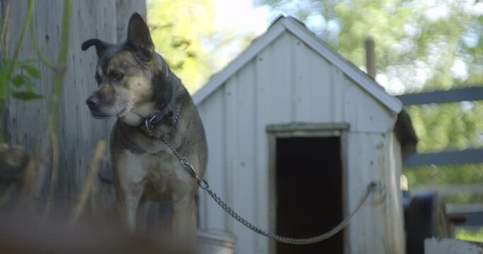 American akita dog attached to is dog house