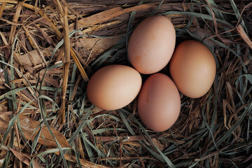 Free-range eggs in a nest of straw and dried grass in free-range chicken farm . Top view.
