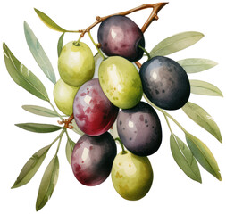 watercolor olives vegetable clipart illustration PNG element cut out transparent isolated on white background ,PNG file ,artwork graphic design.