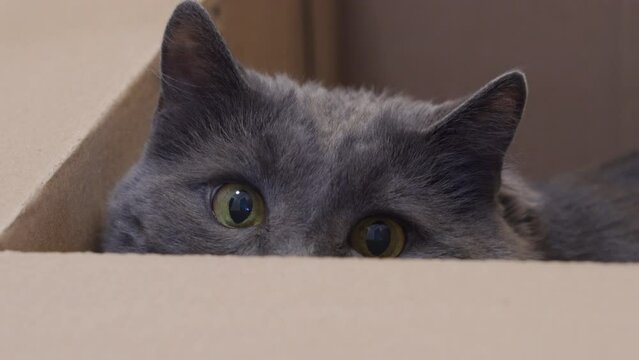 face of adult gray cat sitting in cardboard box, dilated cat eyes closeup, playful cat ready to jump