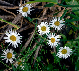 chamomile flowers with drops on the petals after rain