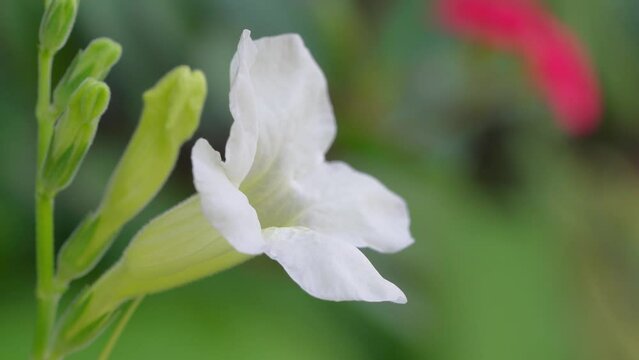 White flower on green bokeh background, Blooming Flower on blurred greenery background.