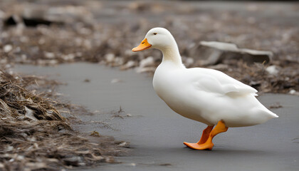 Fototapeta premium white goose on the shore