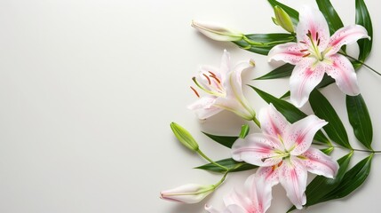 Fototapeta na wymiar Exquisite white lilies with vibrant green leaves arranged on a clean white background, showcasing their delicate petals and prominent anthers, exuding elegance and purity