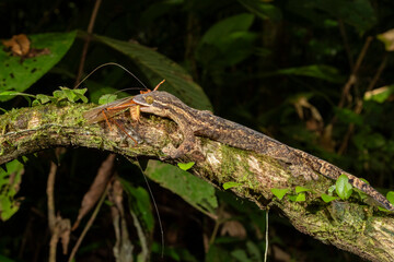Obraz premium Turnip-tailed Gecko (Thecadactylus rapicauda) eating a grasshopper, Costa Rica 