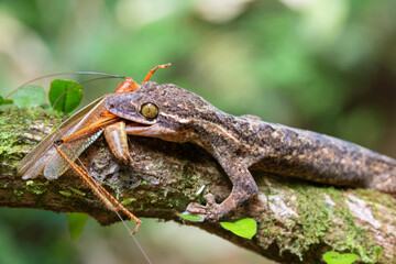 Turnip-tailed Gecko (Thecadactylus rapicauda) eating a grasshopper, Costa Rica
