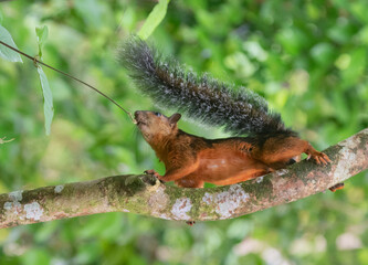 The variegated squirrel (Sciurus variegatoides) on the tree, La Selva Biological Station, Costa Rica