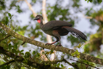 Crested Guan (Penelope purpurascens)  La Selva Biological station, Costa Rica