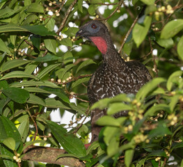 Crested Guan (Penelope purpurascens)  La Selva Biological station, Costa Rica