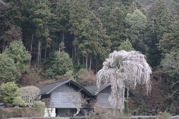 野良の桜