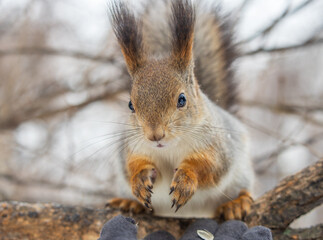 The squirrel sits on a branches without leaves in the winter or autumn