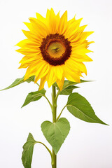 Vibrant Yellow Sunflower, a Symbol of Summer Beauty, Standing Alone in Isolated Nature's Embrace