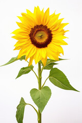 Fototapeta premium Vibrant Yellow Sunflower, a Symbol of Summer Beauty, Standing Alone in Isolated Nature's Embrace
