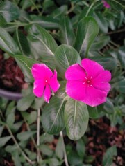 pink flower in the garden
