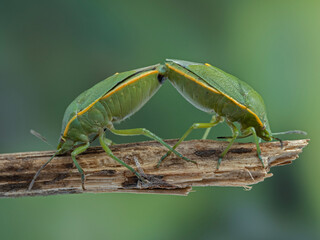 P7120283 stink bugs, Chlorochroa ligata, copulating cECP 2023