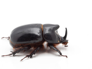 P7290330 Male rhinoceros beetle, Xyloryctes telephus, isolated, cECP 2023