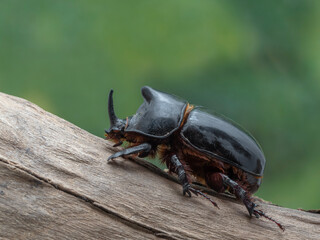 P7290324 Male rhinoceros beetle, Xyloryctes telephus, Oaxaca, Mexico, cECP 2023