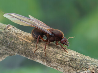 P7290350 leaf-cutter ant, Atta mexicana, Queen, cECP 2023
