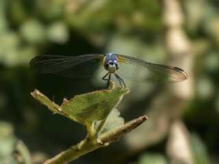 P7120148 male blue dasher dragonfly, Pachydiplax longipennis, facing the camera, cECP 2023