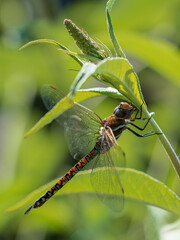 P7120105 female shadow darner dragonfly, Aeshna umbrosa, backlit, cECP 2023