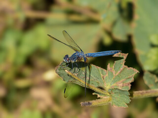 P7120131 blue dasher dragonfly, Pachydiplax longipennis, in Delta, British Columbia cECP 2023