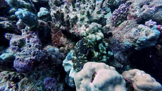 Colorful corals underwater closeup shot diving, Egypt Deep marine life seafloor