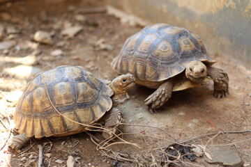 African Sulcata Tortoise Natural Habitat,Close up African spurred tortoise resting in the garden, Slow life ,Africa spurred tortoise sunbathe on ground with his protective shell ,Beautiful Tortoise
