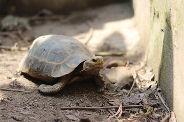 Elongated tortoise in the nature, Indotestudo elongata ,Tortoise sunbathe on ground with his protective shell ,Tortoise from Southeast Asia and parts of South Asia ,High yellow Tortoise
