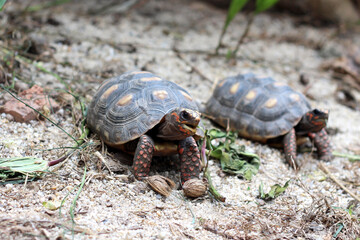 Cute small baby Red-foot Tortoise in the nature,The red-footed tortoise (Chelonoidis carbonarius) is a species of tortoise from northern South America