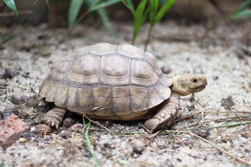 African Sulcata Tortoise Natural Habitat,Close up African spurred tortoise resting in the garden, Slow life ,Africa spurred tortoise sunbathe on ground with his protective shell ,Beautiful Tortoise
